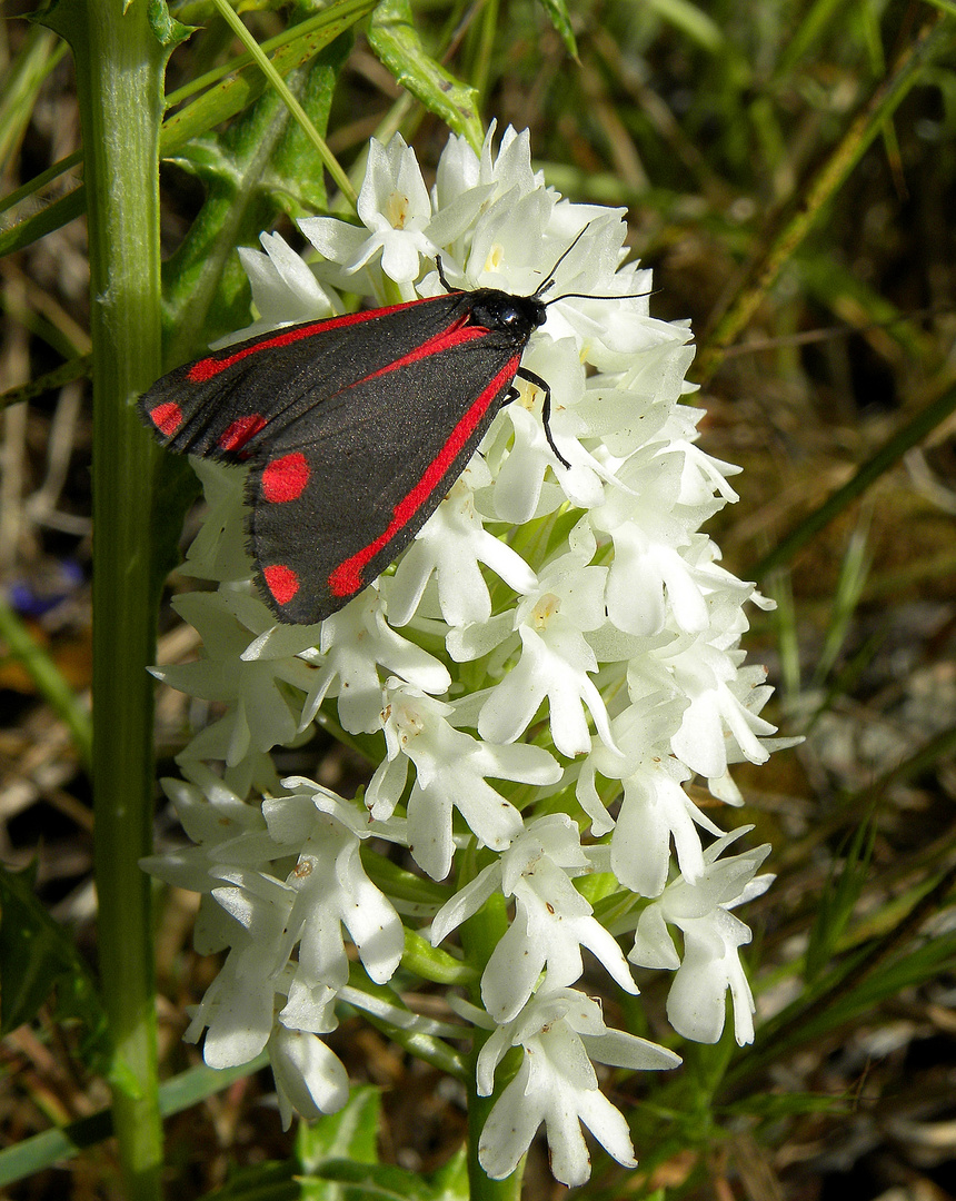 Tyria jacobaeae su Anacamptis pyramidalis varieta alba.