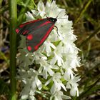 Tyria jacobaeae su Anacamptis pyramidalis varieta alba.