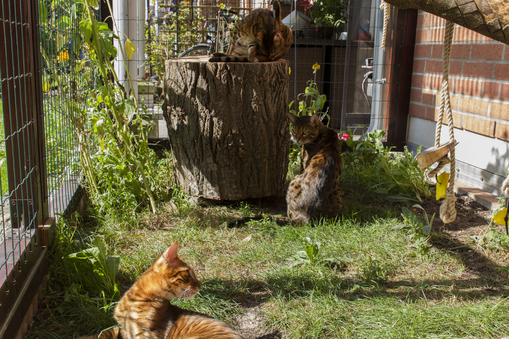 Tyrion, Kessy & Bruno im Freigehege