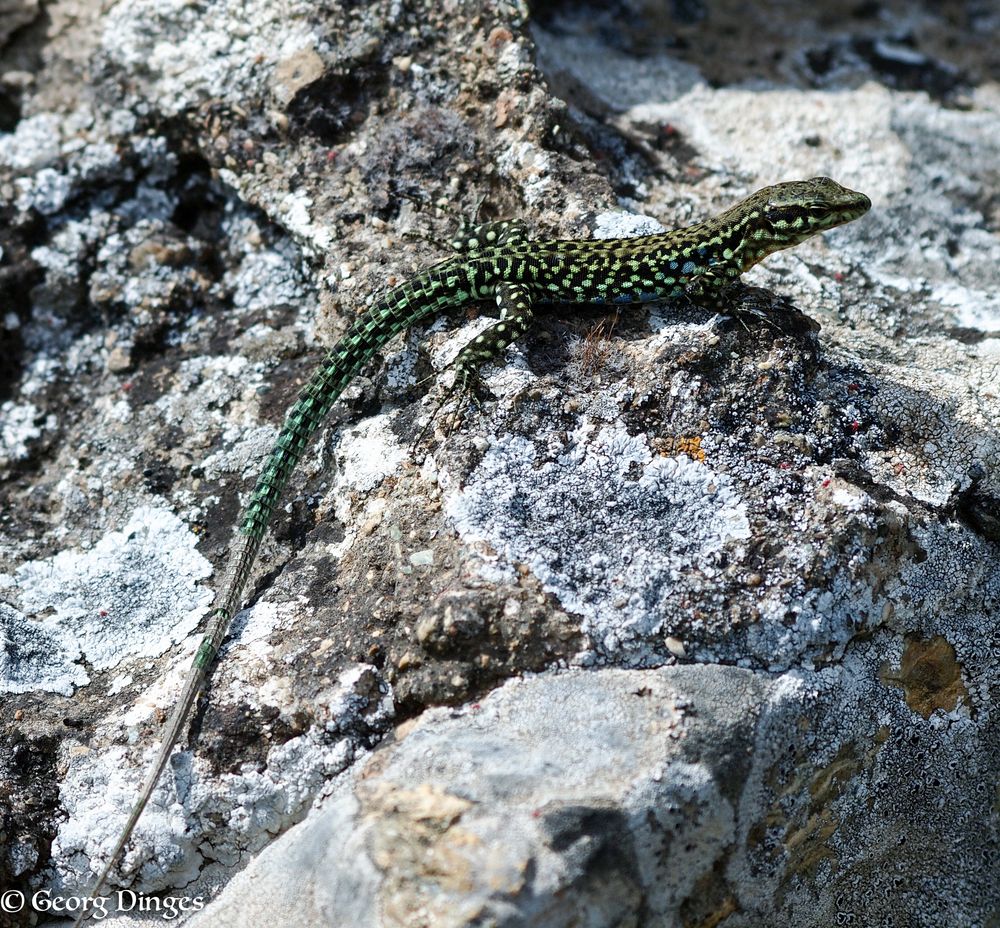 Tyrrhenische Mauereidechse (Korsika 26.5.14) 