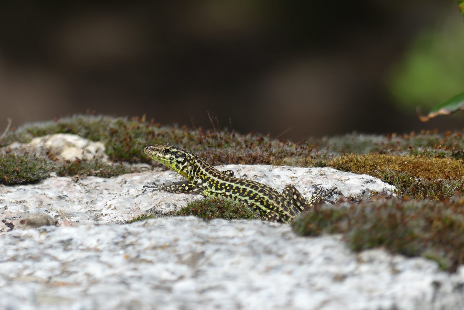 Tyrrhenische Mauereidechse (Podarcis tiliguerta)