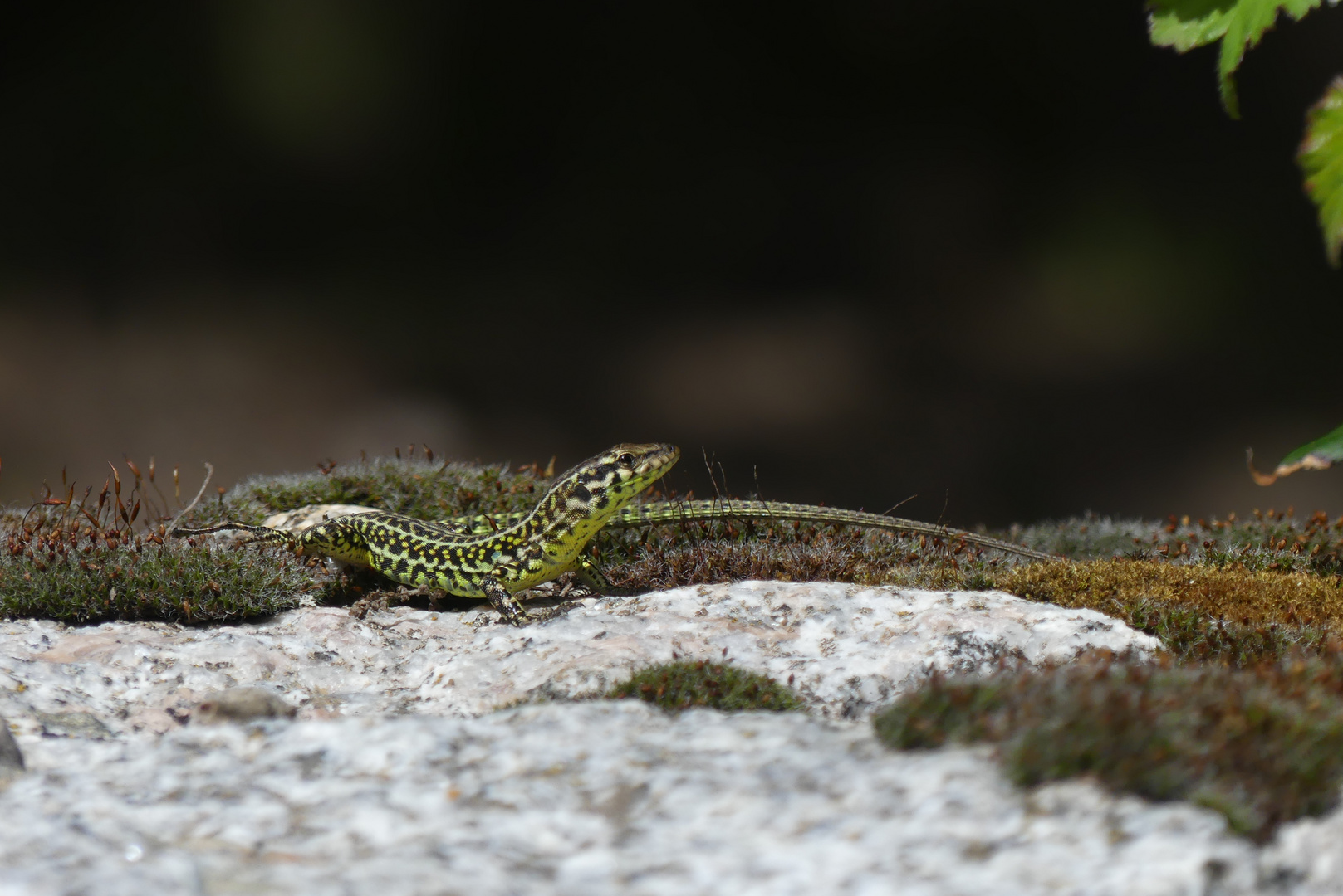 Tyrrhenische Mauereidechse (Podarcis tiliguerta )