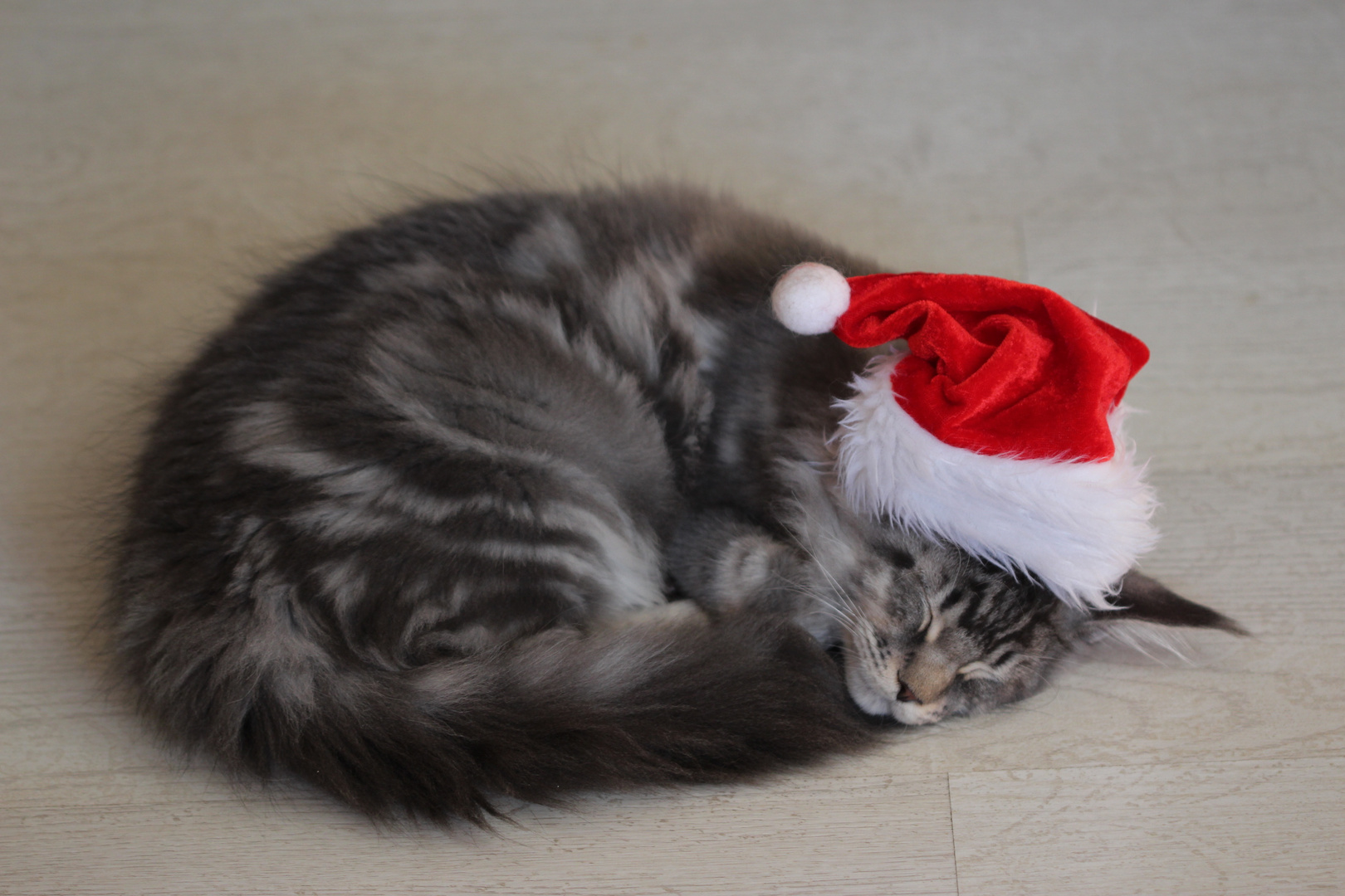 Tyson der Weihnachtskater 