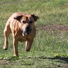 Tyson Running