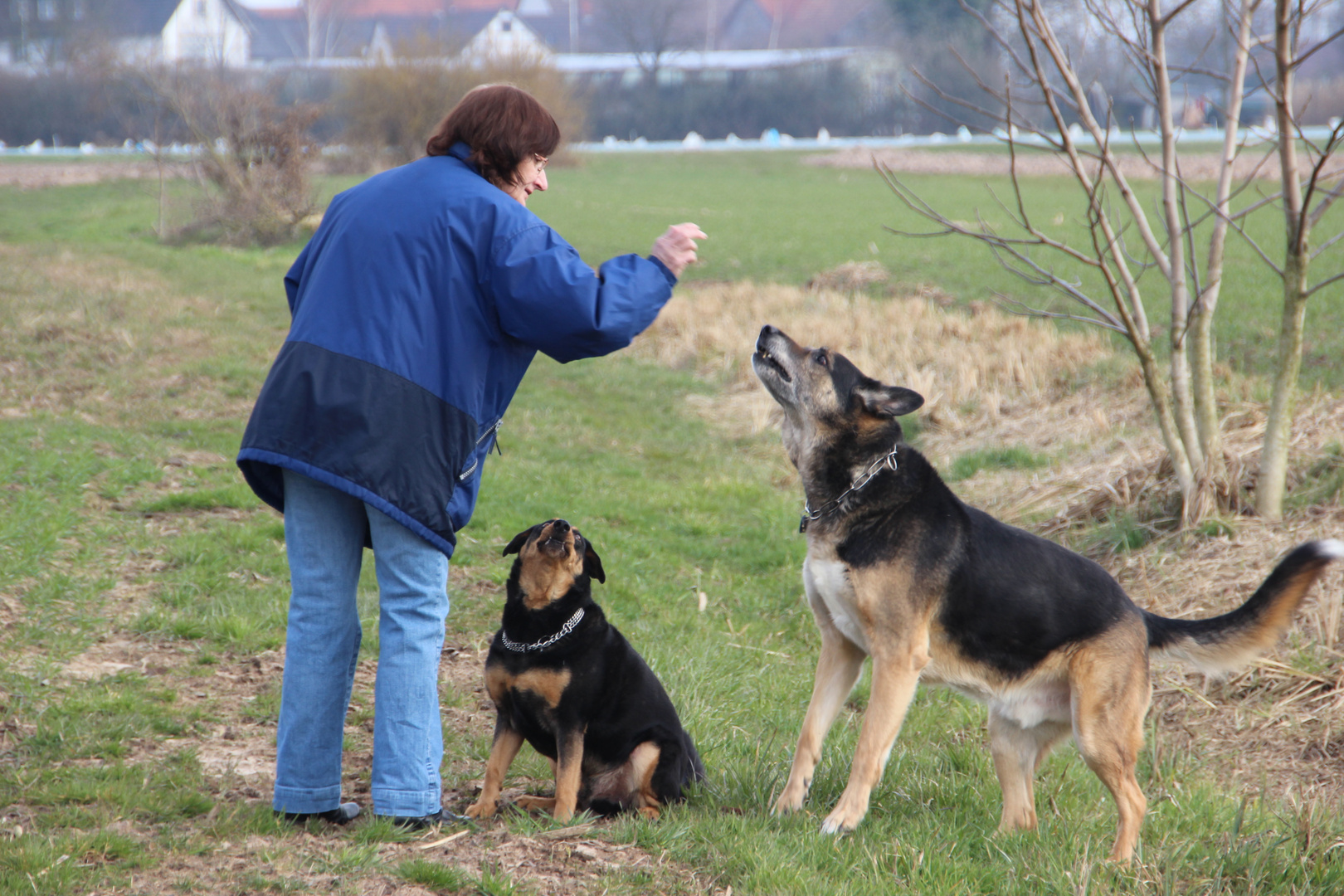 Tyson und Spike