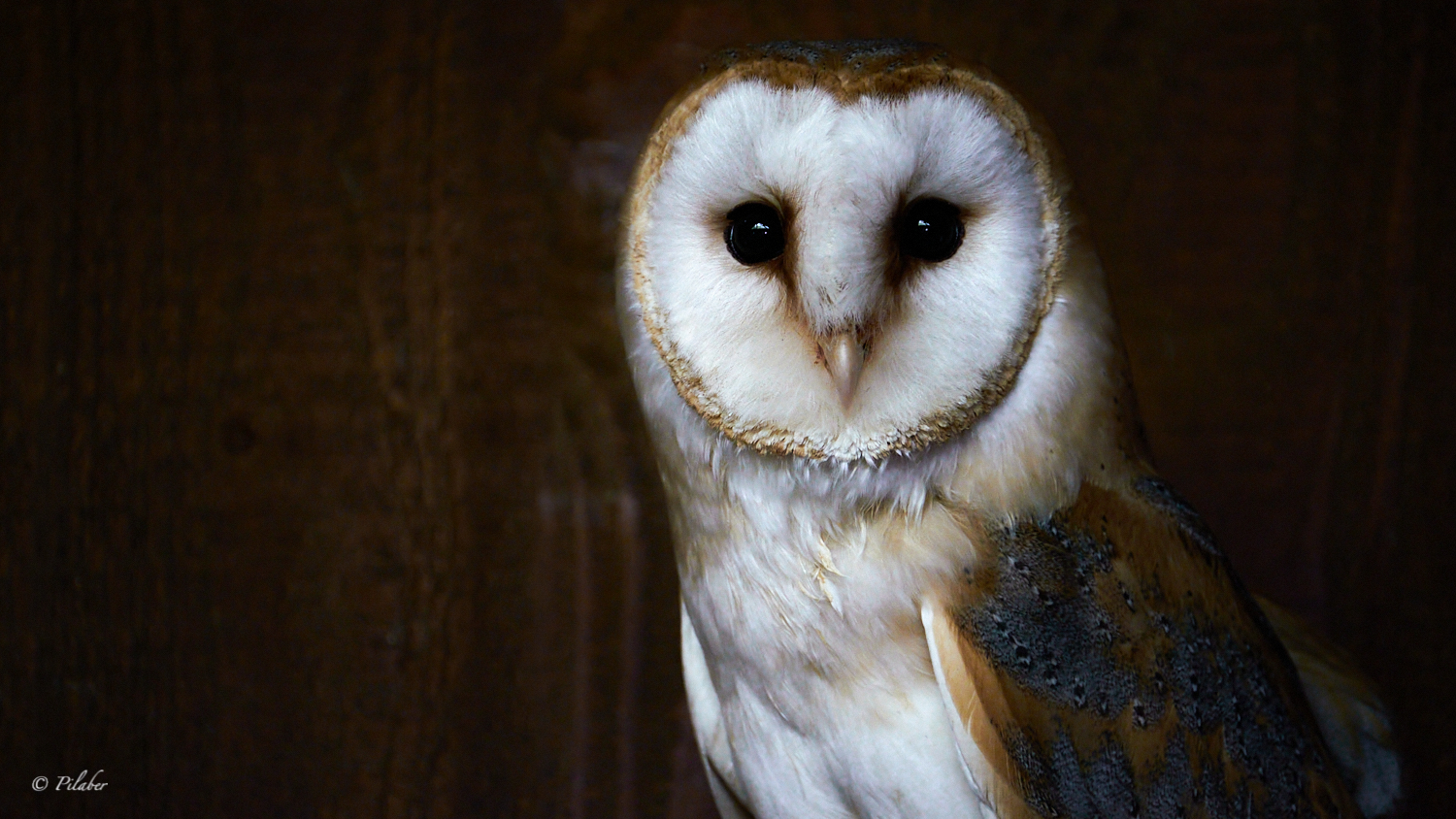 Tyto alba