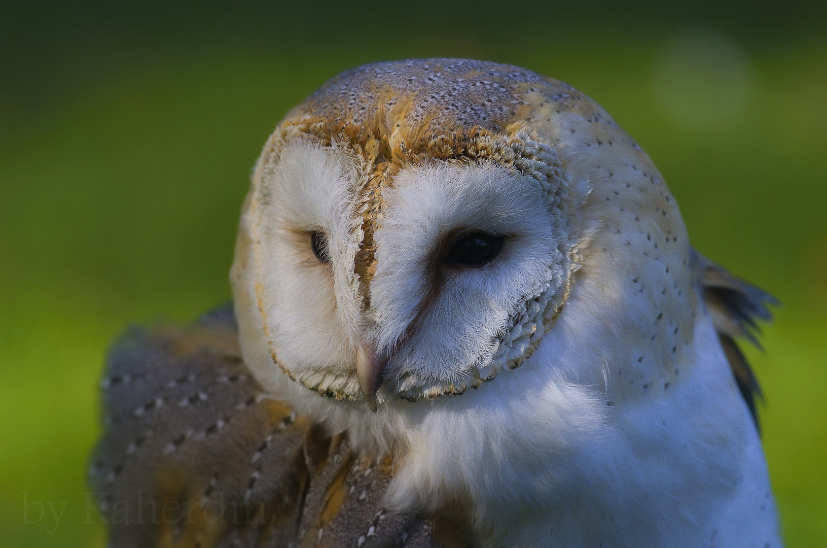 Tyto alba