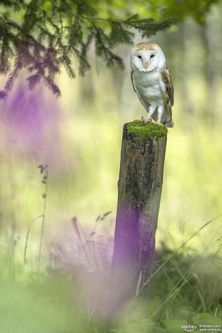 tyto alba