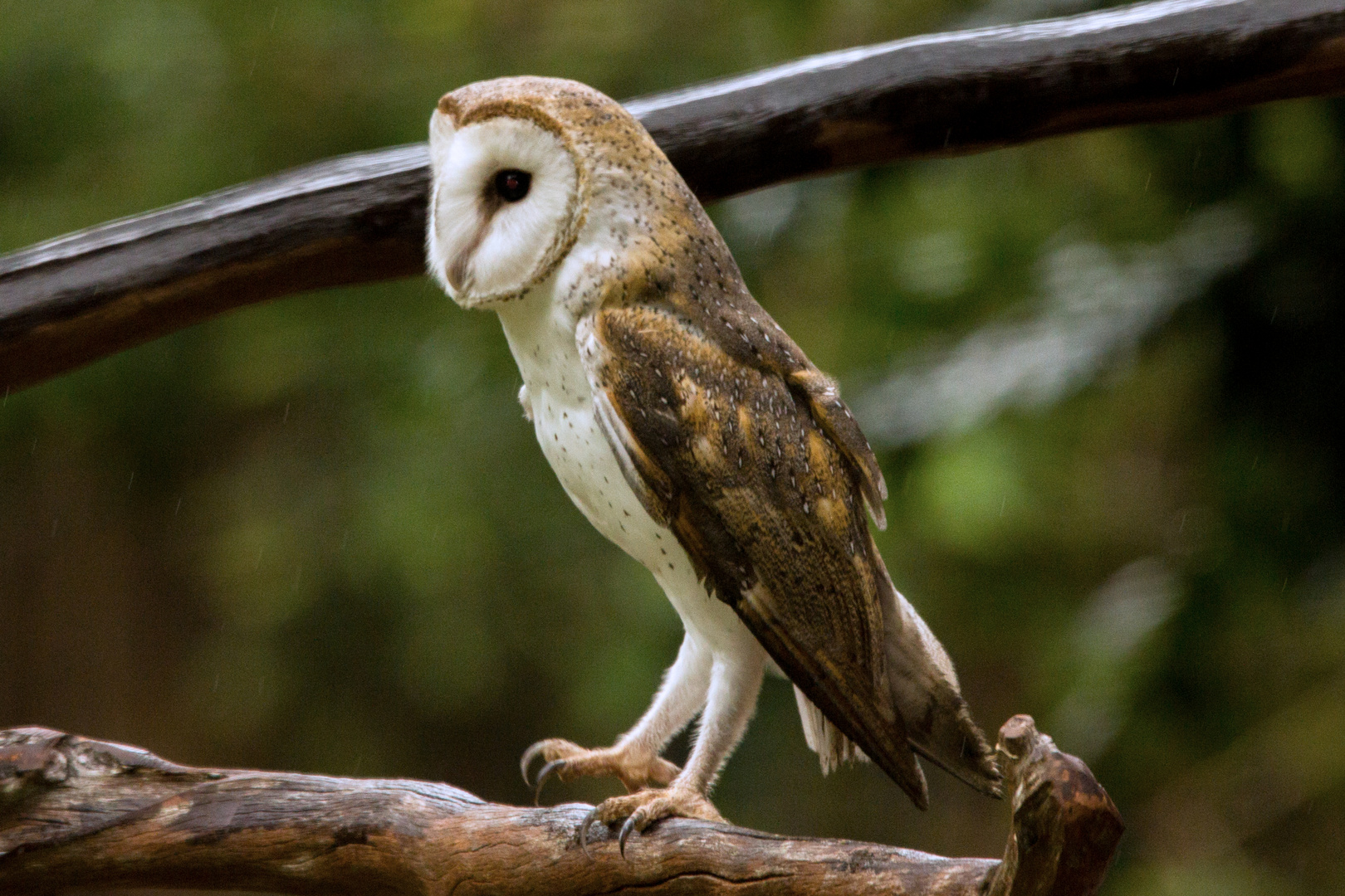 Tyto alba / Barn Owl