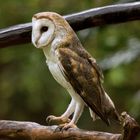 Tyto alba / Barn Owl