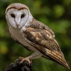 Tyto alba / Barn Owl