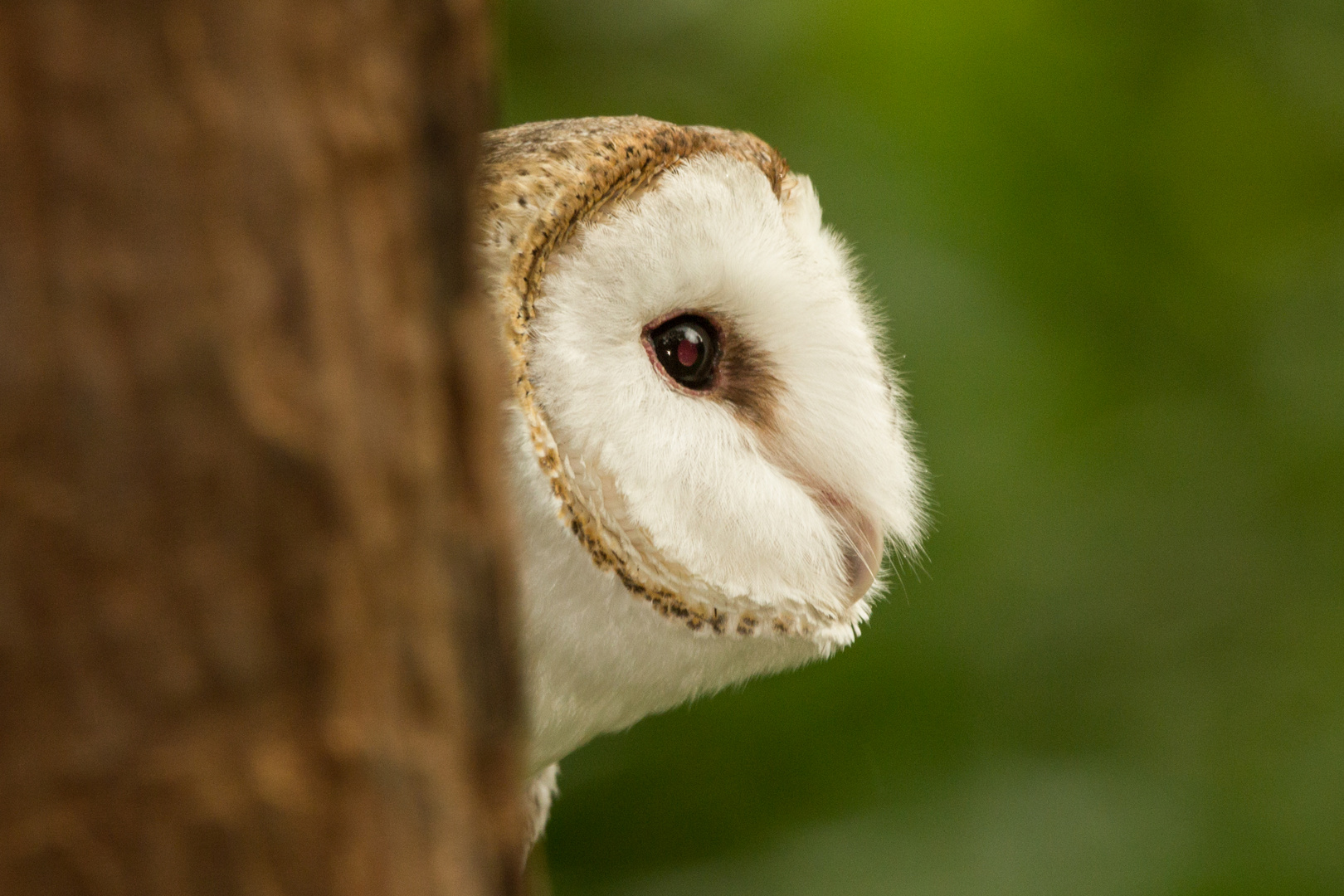 Tyto alba / Barn Owl