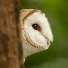 Tyto alba / Barn Owl