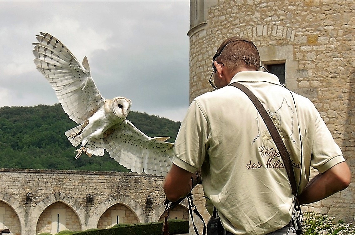 Tyto alba landing approach