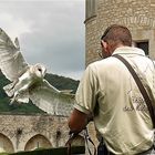 Tyto alba landing approach