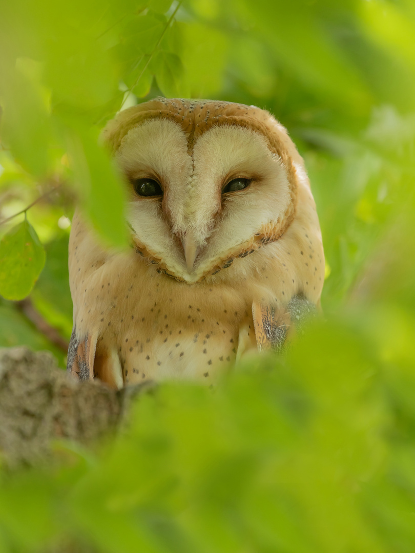 Tyto alba - Schleiereule  im Grünen 