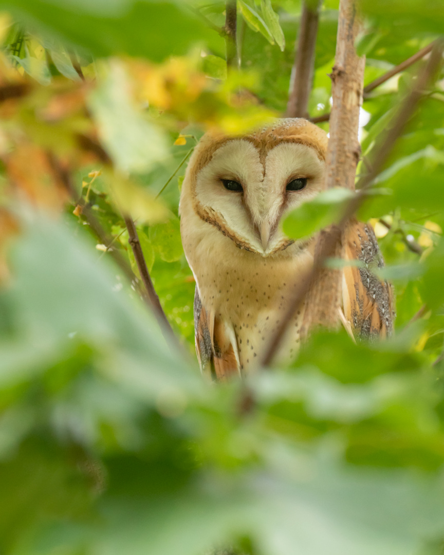 Tyto alba - Schleiereule  mit Durchblick 