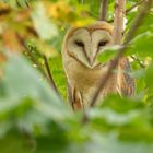 Tyto alba - Schleiereule  mit Durchblick 