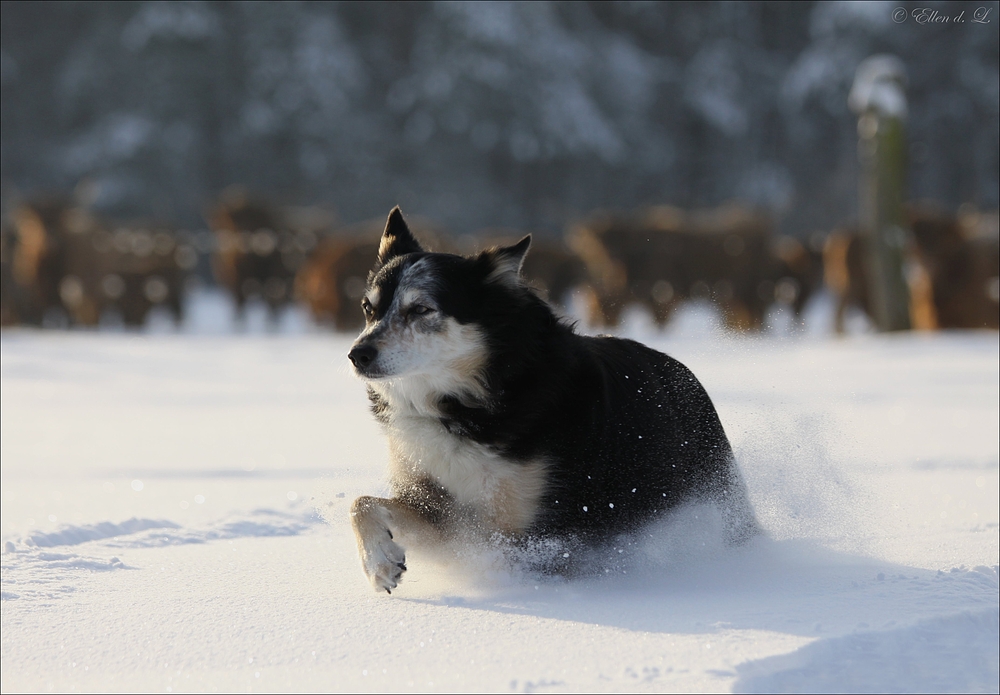 Tzzzzzzzzzz... von wegen kleiner Hund !!!