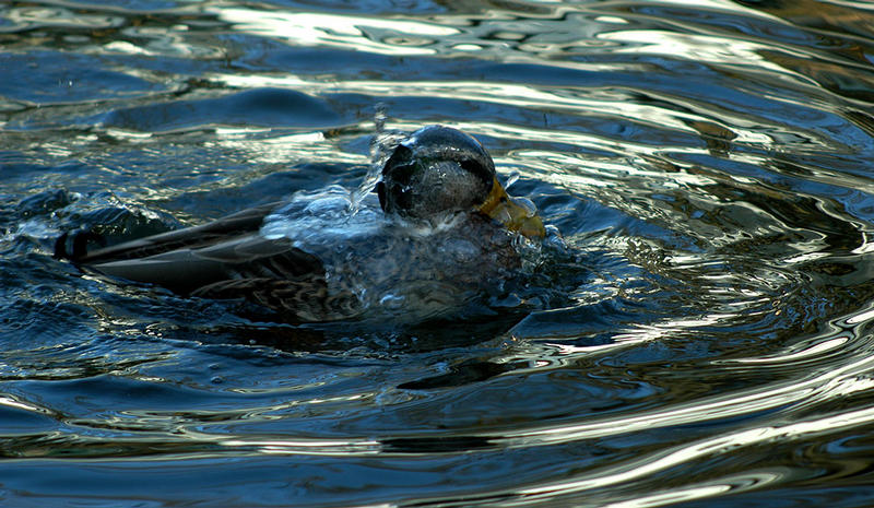 u-ente beim auftauchen