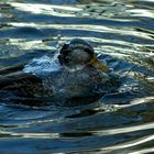 u-ente beim auftauchen