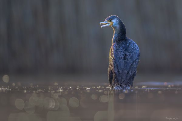 „ u n e . p ê c h e u r . a l s a c i e n n e “