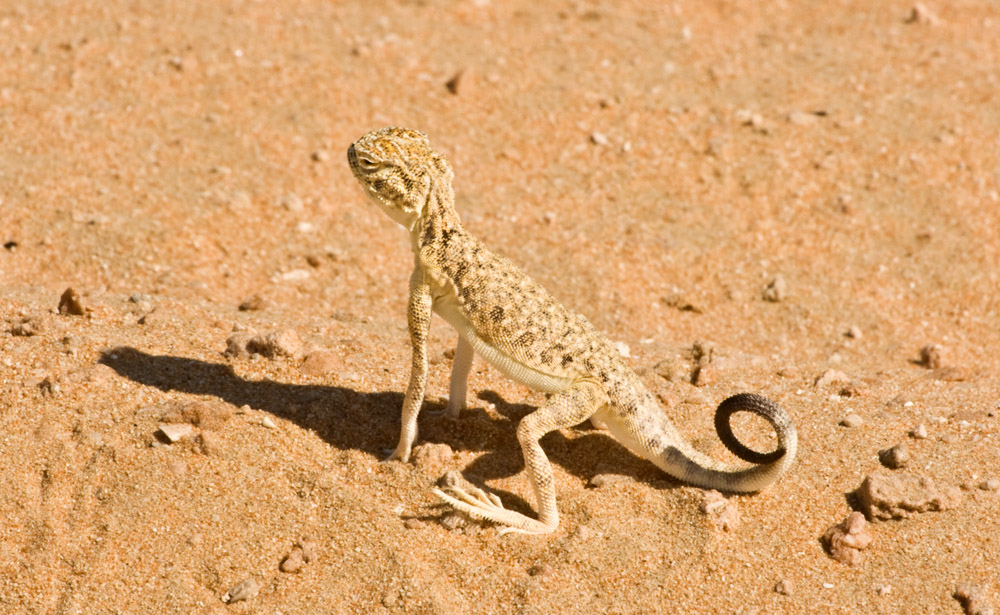 UAE Sand Lizard