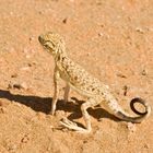 UAE Sand Lizard