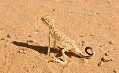 UAE Sand Lizard