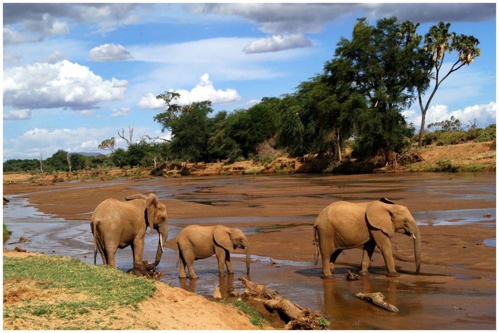 Uaso Nyiro River im Samburu Nationalpark/Kenya