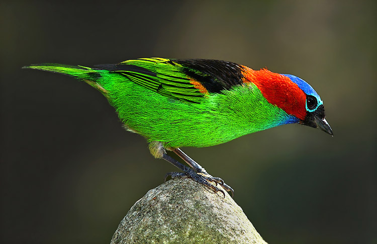 Ubatuba Bird