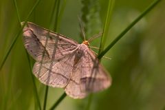 ubk Schmetterling