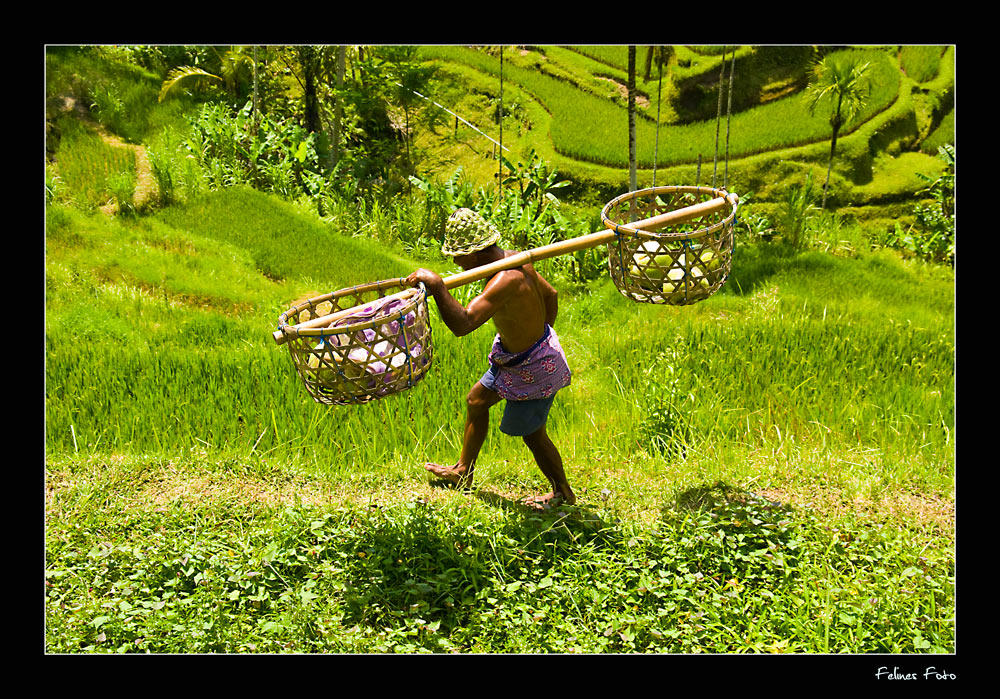 Ubud - Bali