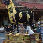 Ubud hosts royal cremation with a lembu