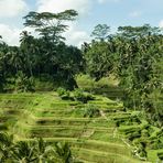 Ubud Reisterrassen