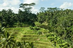 Ubud Reisterrassen