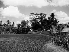 Ubud rice field