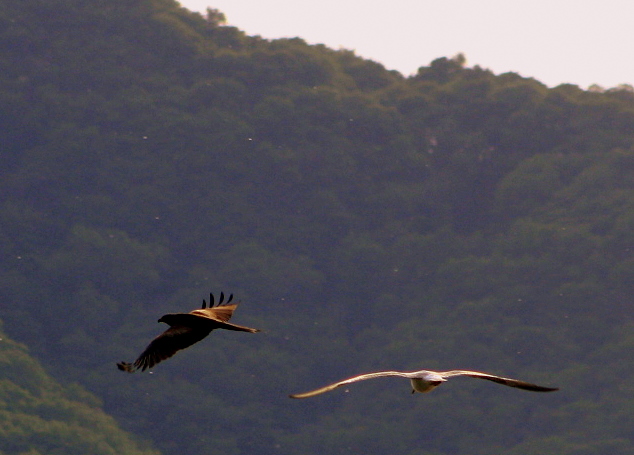 uccelli in volo