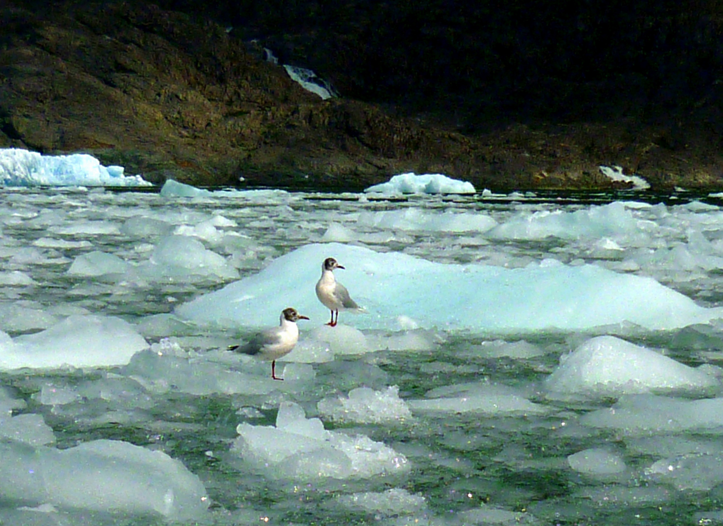 Uccelli nella Laguna San Rafael - Patagonia cilena