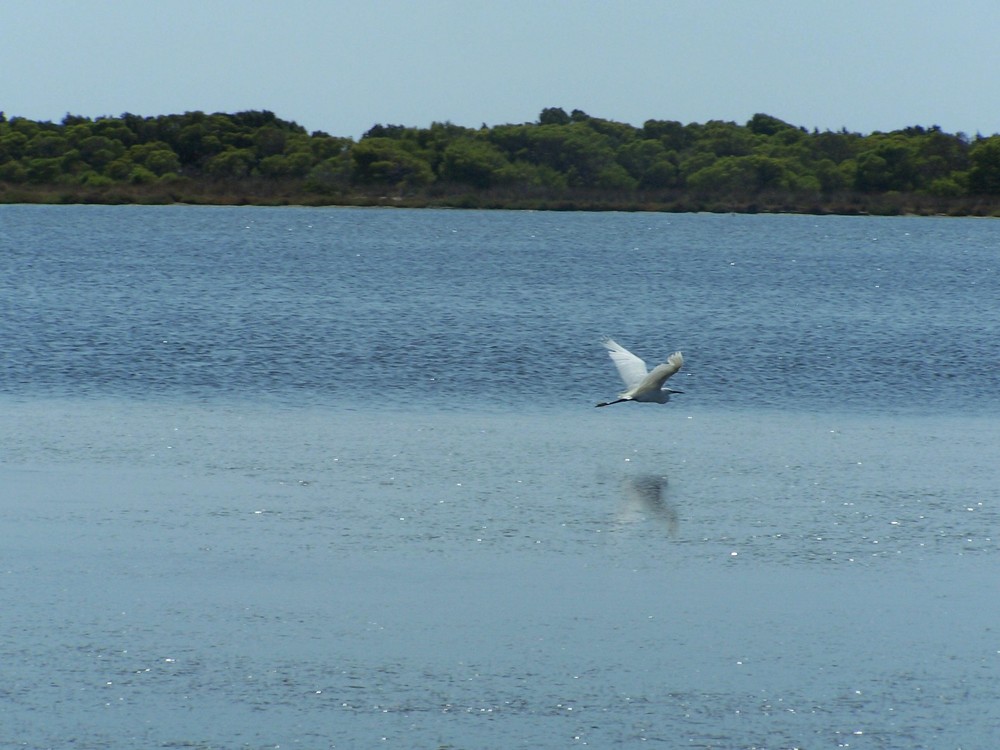 Uccellino a Porto Pino (Ca)