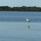 Uccellino a Porto Pino (Ca)