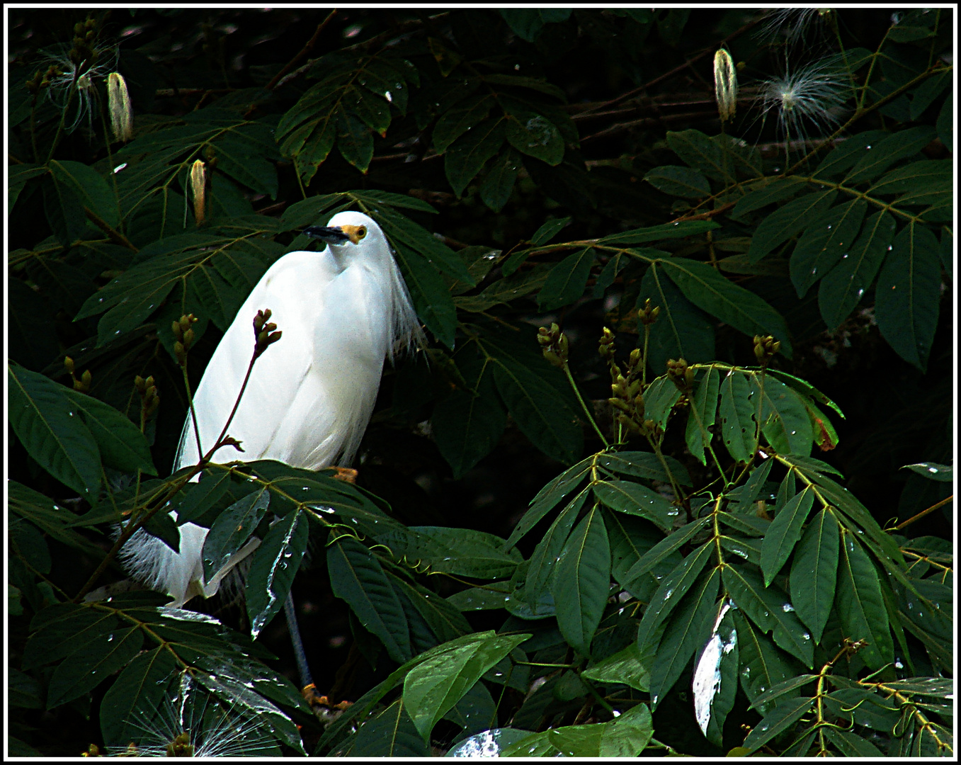 Uccello bianco