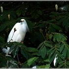 Uccello bianco