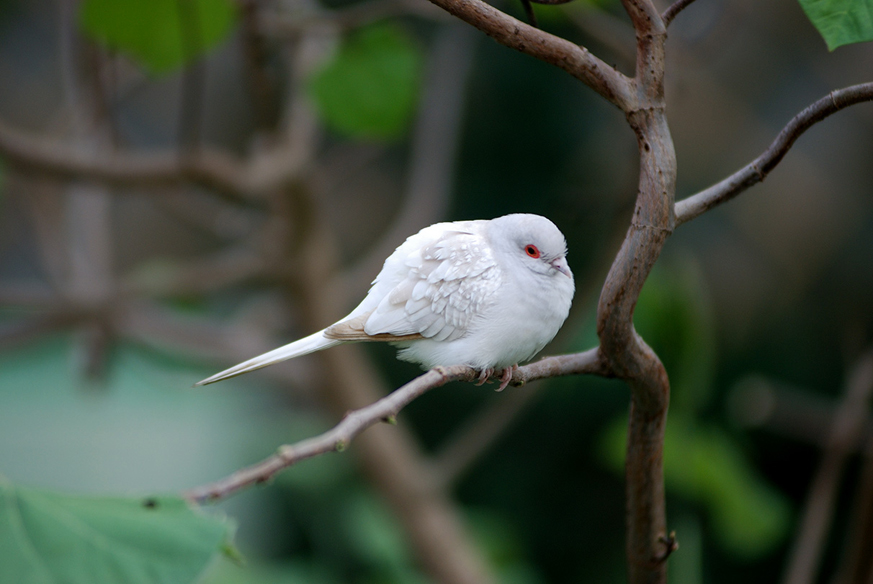 Uccello bianco