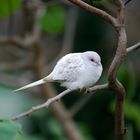 Uccello bianco