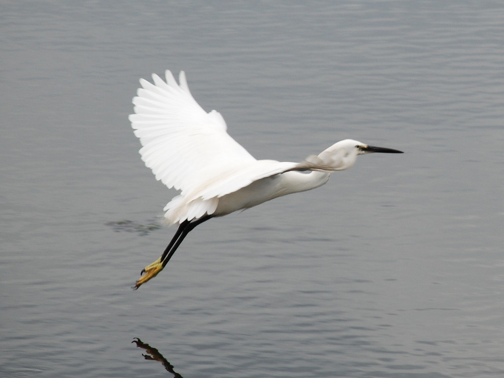 uccello in volo