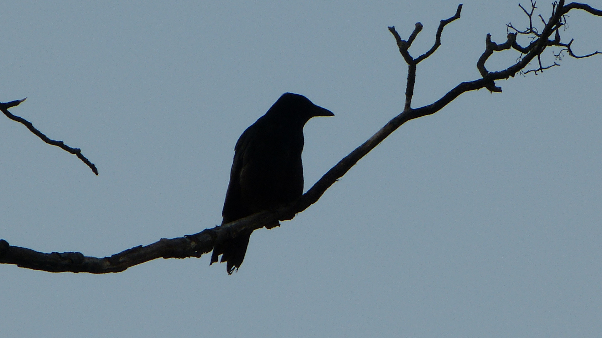 Uccello Nero