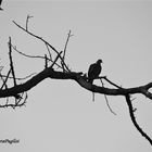 Uccello su un ramo