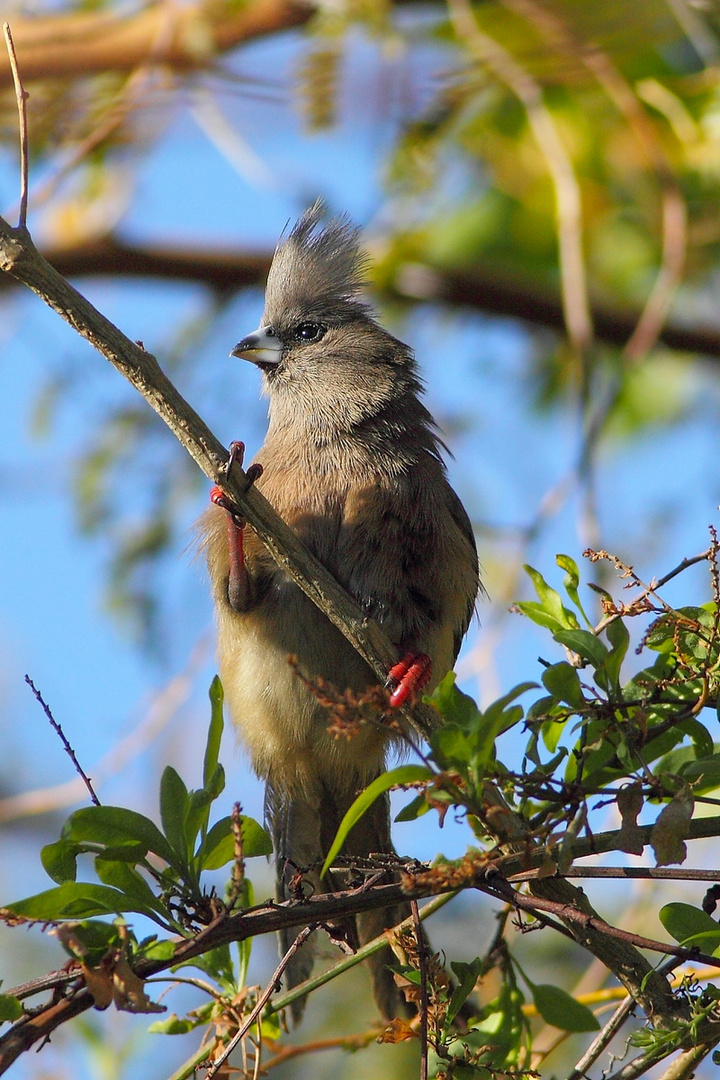 Uccello topo dorsobianco (colius colius)