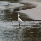 uccello ..ziglu della costa rica